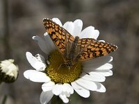 Melitaea deione 33, Spaanse parelmoervlinder, Saxifraga-Willem van Kruijsbergen