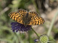 Melitaea deione 34, Spaanse parelmoervlinder, Saxifraga-Willem van Kruijsbergen