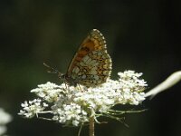 Melitaea deione 38, Spaanse parelmoervlinder, SWaxifraga-Theo Verstrael
