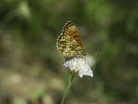 Melitaea deione 39, Spaanse parelmoervlinder, SWaxifraga-Theo Verstrael