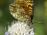 Melitaea deione 40, Spaanse parelmoervlinder, SWaxifraga-Theo Verstrael