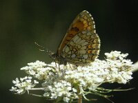 Melitaea deione 41, Spaanse parelmoervlinder, SWaxifraga-Theo Verstrael