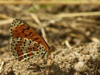 Melitaea didyma 89, Tweekleurige parelmoervlinder, Saxifraga-Theo Verstrael