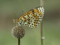 Melitaea didyma 90, Tweekleurige parelmoervlinder, Saxifraga-Theo Verstrael
