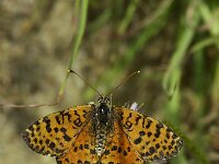 Melitaea didyma 91, Tweekleurige parelmoervlinder, Saxifraga-Theo Verstrael