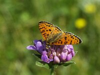 Melitaea didyma 92, Tweekleurige parelmoervlinder, Saxifraga-Theo Verstrael