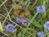Melitaea didyma 93, Tweekleurige parelmoervlinder, Saxifraga-Theo Verstrael