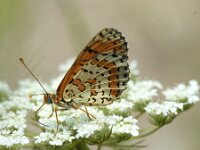 Melitaea didyma 94, Tweekleurige parelmoervlinder, Saxifraga-Theo Verstrael