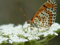 Melitaea didyma 95, Tweekleurige parelmoervlinder, Saxifraga-Theo Verstrael