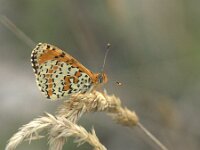 Melitaea didyma 96, Tweekleurige parelmoervlinder, Saxifraga-Theo Verstrael
