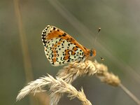 Melitaea didyma 97, Tweekleurige parelmoervlinder, Saxifraga-Theo Verstrael