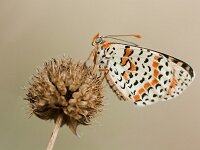 Melitaea didyma 98, Tweekleurige parelmoervlinder, Saxifraga-Lieven Decrick
