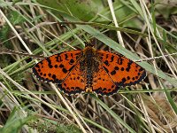 Melitaea didyma male 88, Tweekleurige parelmoervlinder, Saxifraga-Joep Steur