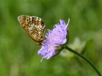 Melitaea parthenoides 33, Westelijke parelmoervlinder, Saxifraga-Theo Verstrael