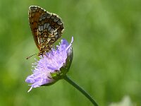 Melitaea parthenoides 34, Westelijke parelmoervlinder, Saxifraga-Theo Verstrael