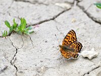Melitaea phoebe 28, Knoopkruidparelmoervlinder, Saxifraga-Tom Heijnen