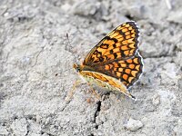 Melitaea phoebe 29, Knoopkruidparelmoervlinder, Saxifraga-Tom Heijnen