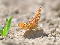 Melitaea phoebe 30, Knoopkruidparelmoervlinder, Saxifraga-Tom Heijnen