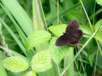 Minois dryas 18, Blauwoogvlinder, Saxifraga-Theo Verstrael