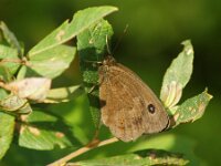 Minois dryas 19, Blauwoogvlinder, Saxifraga-Theo Verstrael  Blauwoogvlinder