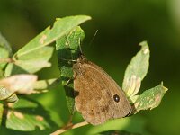 Minois dryas 20, Blauwoogvlinder, Saxifraga-Theo Verstrael