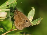 Minois dryas 21, Blauwoogvlinder, Saxifraga-Theo Verstrael