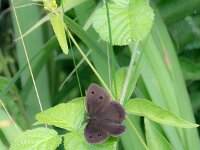 Minois dryas 24, Blauwoogvlinder, Saxifraga-Theo Verstrael