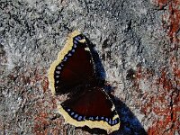 Nymphalis antiopa 17, Rouwmantel, Saxifraga-Ed Stikvoort : Roholtfjellet A900