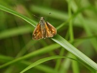 Ochlodes sylvanus 149, Groot dikkopje, female, Saxifraga-Theo Verstrael