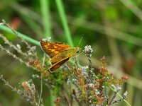 Ochlodes sylvanus 151, Groot dikkopje, female, Saxifraga-Theo Verstrael