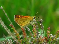 Ochlodes sylvanus 152, Groot dikkopje, female, Saxifraga-Theo Verstrael