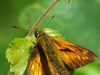Ochlodes sylvanus 153, Groot dikkopje, female, Saxifraga-Theo Verstrael