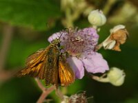 Ochlodes sylvanus 155, Groot dikkopje, male, Saxifraga-Theo Verstrael