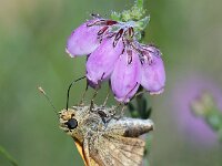 Ochlodes sylvanus 156, Groot dikkopje, male, Saxifraga-Theo Verstrael