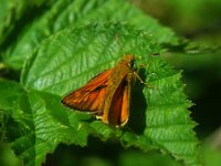 Ochlodes sylvanus 157, Groot dikkopje, male, Saxifraga-Theo Verstrael