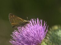 Ochlodes sylvanus 158, Groot dikkopje, Saxifraga-Theo Verstrael