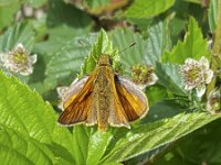Large skipper (Ochlodes sylvanus) on blackberry  Large skipper (Ochlodes sylvanus) on blackberry : Large skipper, butterfly, skipper, Ochlodes sylvanus, blackberry, drinking, insect, animal, wild animal, brown, foraging, beauty, beauty in nature, single animal, natural, outside, outdoors, summer, summertime, wing, wings, nature, outdoor