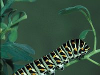 Papilio machaon, Swallowtail