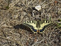 Papilio machaon 120, Koninginnepage, Saxifraga-Theo Verstrael