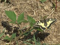 Papilio machaon 121, Koninginnepage, Saxifraga-Theo Verstrael
