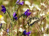 Papilio machaon 122, Koninginnepage, Saxifraga-Theo Verstrael