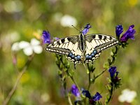 Papilio machaon 123, Koninginnepage, Saxifraga-Theo Verstrael