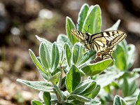 Papilio machaon 124, Koninginnepage, Saxifraga-Theo Verstrael