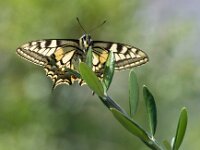 Papilio machaon 125, Koninginnepage, Saxifraga-Theo Verstrael
