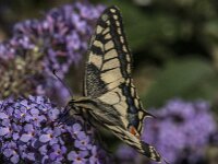 Papilio machaon 126, Koninginnepage, Saxifraga-Jan van der Straaten
