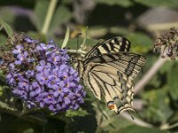 Papilio machaon 127, Koninginnepage, Saxifraga-Jan van der Straaten
