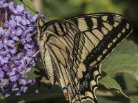 Papilio machaon 128, Koninginnepage, Saxifraga-Jan van der Straaten