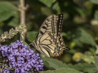 Papilio machaon 129, Koninginnepage, Saxifraga-Jan van der Straaten