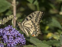 Papilio machaon 130, Koninginnepage, Saxifraga-Jan van der Straaten
