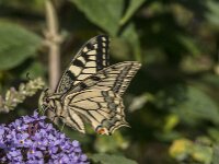 Papilio machaon 131, Koninginnepage, Saxifraga-Jan van der Straaten